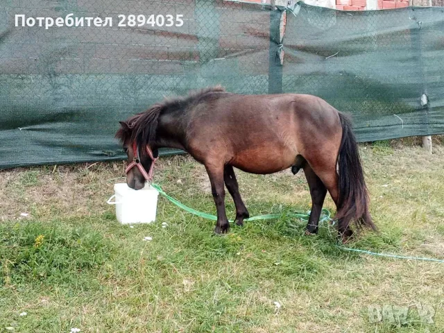 мъжко пони бартер 
