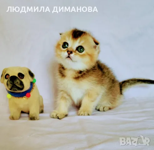 Шотландско мъжко златна чинчила , снимка 3 - Британска късокосместа - 55419250