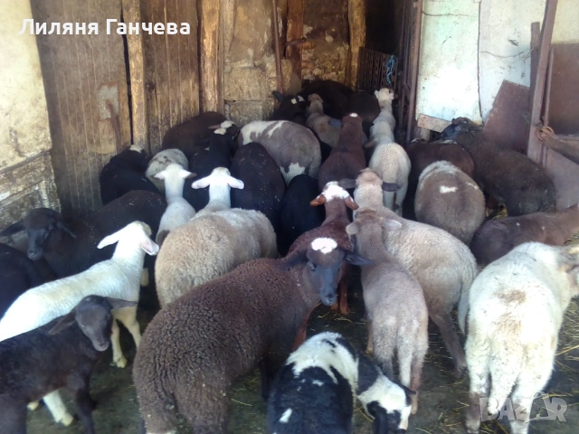 Продавам Агнета, снимка 3 - Овце - 54580934