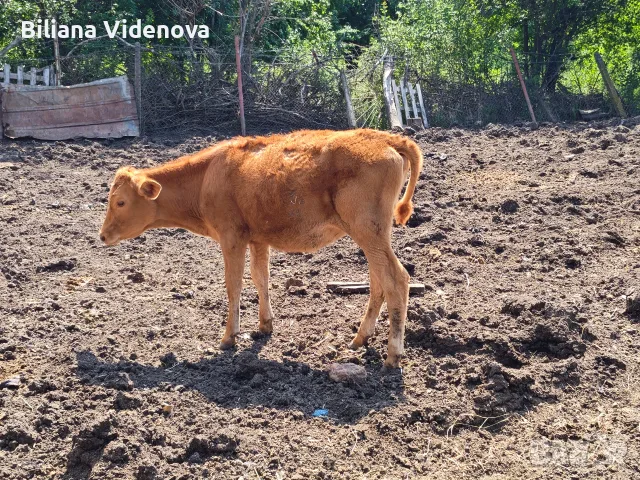 Продавам крави, юници и телета, снимка 14 - Крави - 55324137