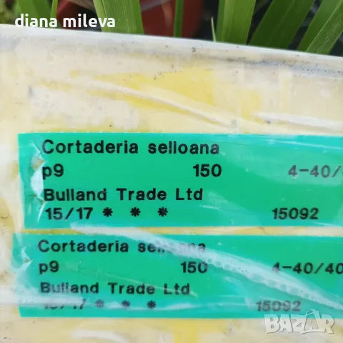 Пампаска трева, Кортадерия, бяла, Cortaderia Sellona, снимка 3 - Градински цветя и растения - 55337080