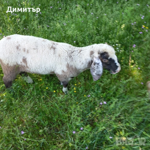 овен, овце,агне,кози,ярета, снимка 4 - Овце - 54721319