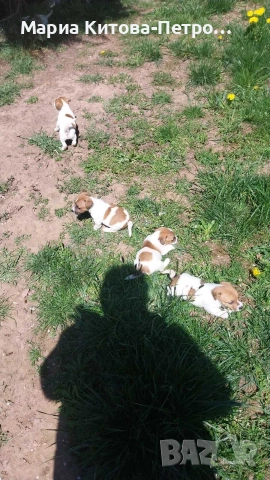 Джак Ръсел , снимка 6 - Джак ръсел териер - 54362008