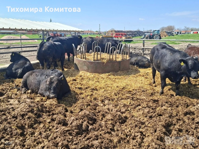 Свободни месодайни телета, снимка 5 - Крави - 54174825