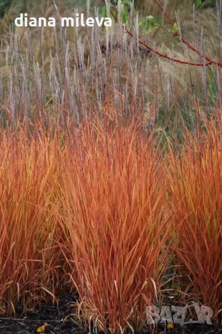 Мискантус Пурпурасценс, Miscanthus sinensis 'Purpurascens' студоустойчива, декоративна трева!!!, снимка 3 - Градински цветя и растения - 55420080