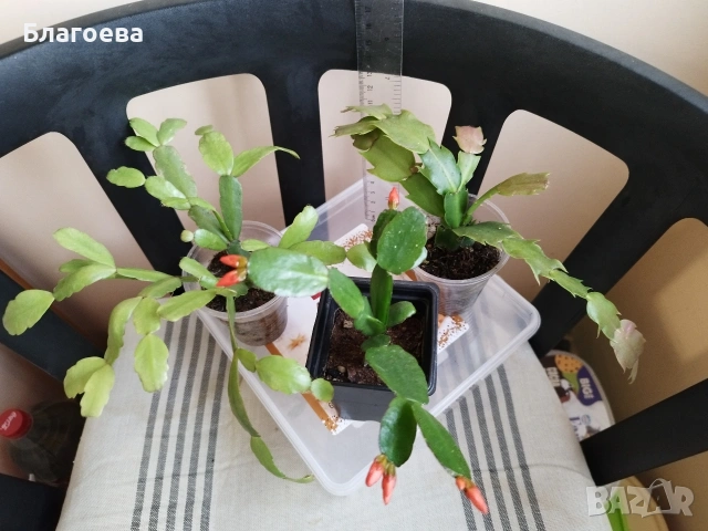 Комплект - 1 бр Великденче оранжево и 2 бр Коледниче (розово и цикламено), снимка 2 - Стайни растения - 54091877