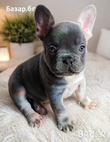 Френско булдоче Лилак тан ( флъфи ген)