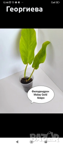 декоративно листни растения , снимка 11 - Стайни растения - 54615459