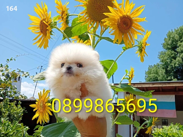 Бели мини Померани. Реални снимки !!!, снимка 9 - Померан - 55239577