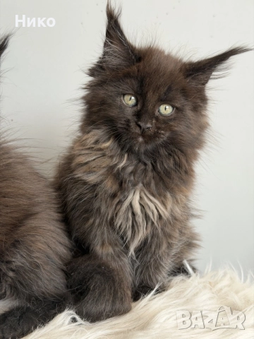 Мейн кун котенца / Мейн куун котенца / Maine coon kittens, снимка 6 - Мейн кун - 50068719