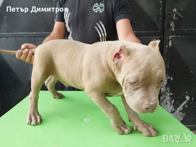 американско були покет , снимка 2 - Други - 55164796