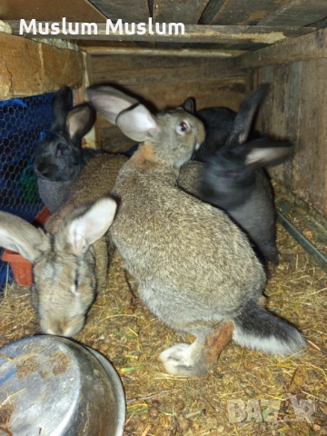 Zaici , снимка 4 - Други - 54212482