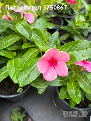 🌸🩷🌸 Каскадна винка (Vinca Darling Cascade Strawberry), снимка 3 - Градински цветя и растения - 54980278