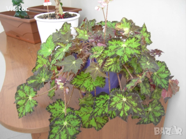 TRAVELER  DC-8300  8.1mpX, снимка 13 - Фотоапарати - 54135476