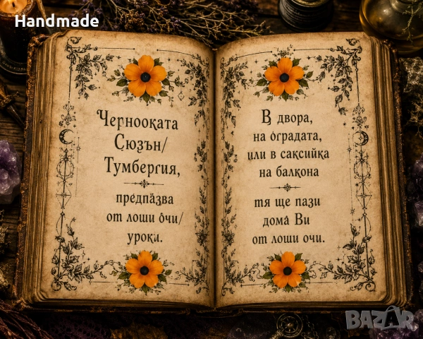Тумбергия/ Чернооката Сюзън, цвете против уроки