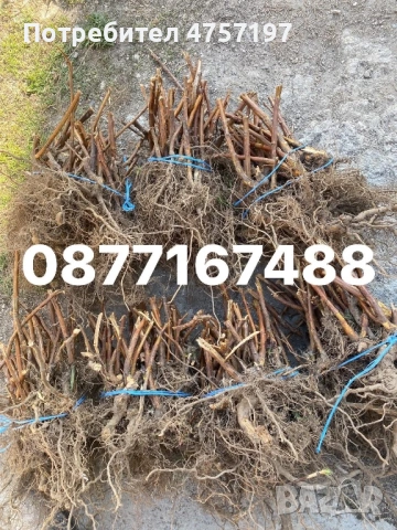 Рзсад Ягоди и малини , снимка 2 - Разсади - 54006418