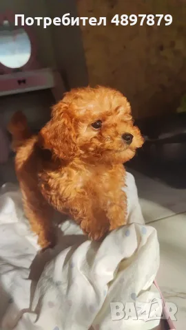 Той пудел Toy poodle, снимка 5 - Пудели - 55419874