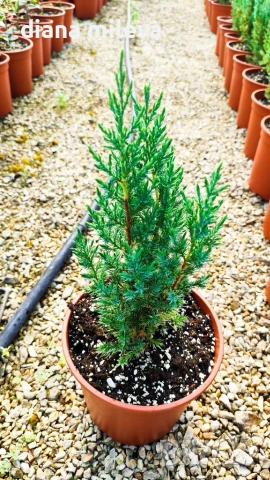 Хвойна Стрикта, Juniperus Stricta!!!, снимка 6 - Градински цветя и растения - 55190258