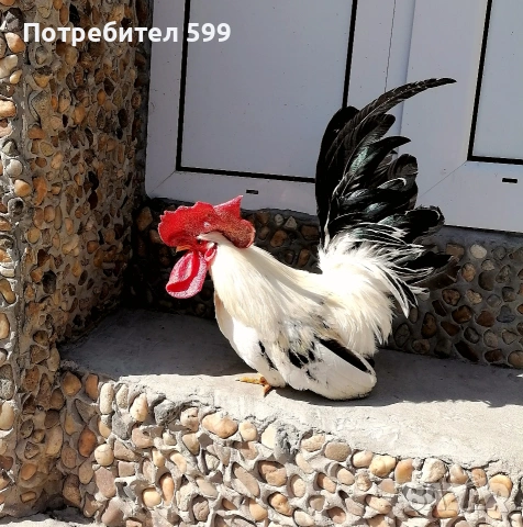 шабо, снимка 4 - други­ - 54772640