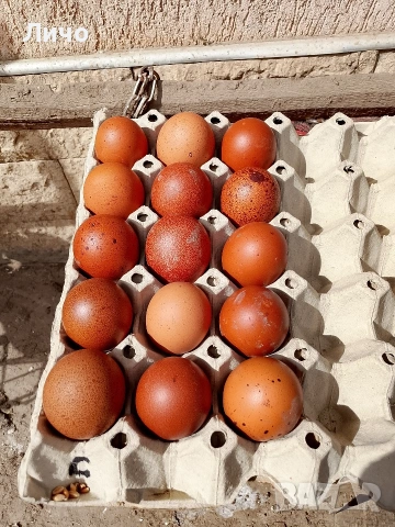 свободни яйца от Черно меден маран , снимка 2 - Кокошки и пуйки - 54007695