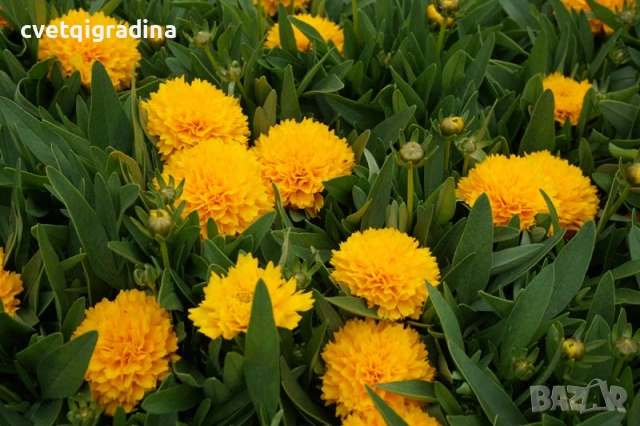 Coreopsis grandiflora Golden Sphere (Кореопсис), снимка 2 - Градински цветя и растения - 54677008
