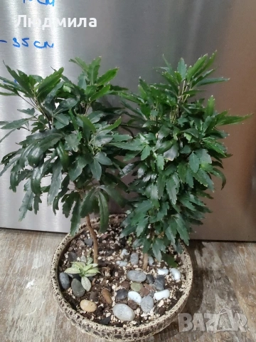 Дизиготека - Dizygotheca elegantissima