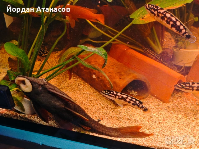 Три големи сома (Pleco), снимка 5 - Рибки - 54895114