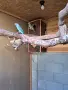 Малък Александър, снимка 4