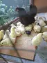 Продавам малки пилета, снимка 3