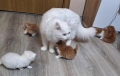 Ангорска котка-женска, снимка 3