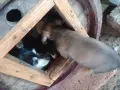 кученца на 30дена, снимка 4