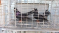 Продавам гълъби Арапи , снимка 3