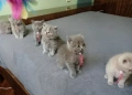 Британчета котета, снимка 4