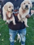 чистокръвни лабрадори, снимка 2