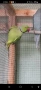 птици на добри цени 🦜, снимка 1