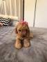 Мини пудел, момиче , снимка 5