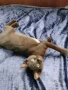 Подарявам черно коте- гр. Лясковец, снимка 3