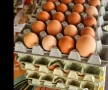 Оплодени!, снимка 1