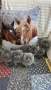 продавам сиви късокосмести котета, снимка 2