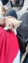 Котета, снимка 5