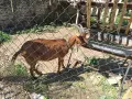 Продам коза Алпин, снимка 4