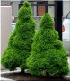 Мини Смърч Коника (Picea glauca 'Conica'), снимка 3