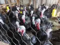 Продавам домашно отглеждани пуйки , снимка 7