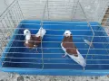 Белослатински червени , снимка 1