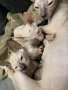 котета канадски Сфинкс , снимка 3