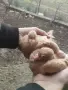 Свободни гъбати пощенски гълъби млади и стари двойки, снимка 3