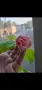 Абутилон, Abutilon Victorian Lady, снимка 1