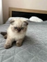 Малки шотландски котенца , снимка 9