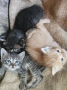 4 малки котенца, снимка 2