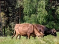 крави, заплодени юнички , снимка 3
